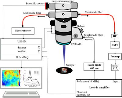 Fluorescence Lifetime Imaging and Spectroscopic Co-Validation for Protoporphyrin IX-Guided Tumor Visualization in Neurosurgery